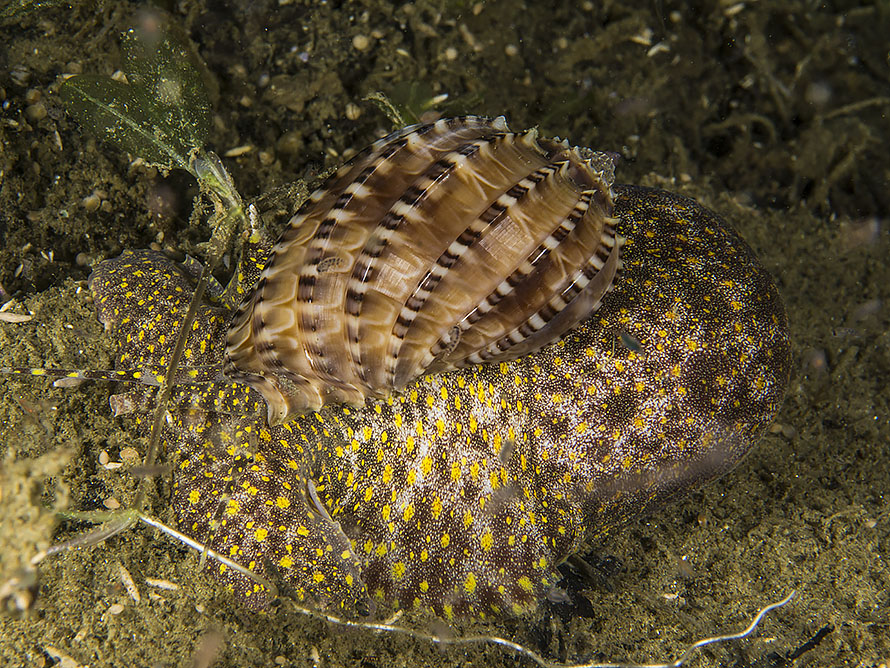 Harpa articularis